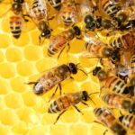 Bienen auf Honig